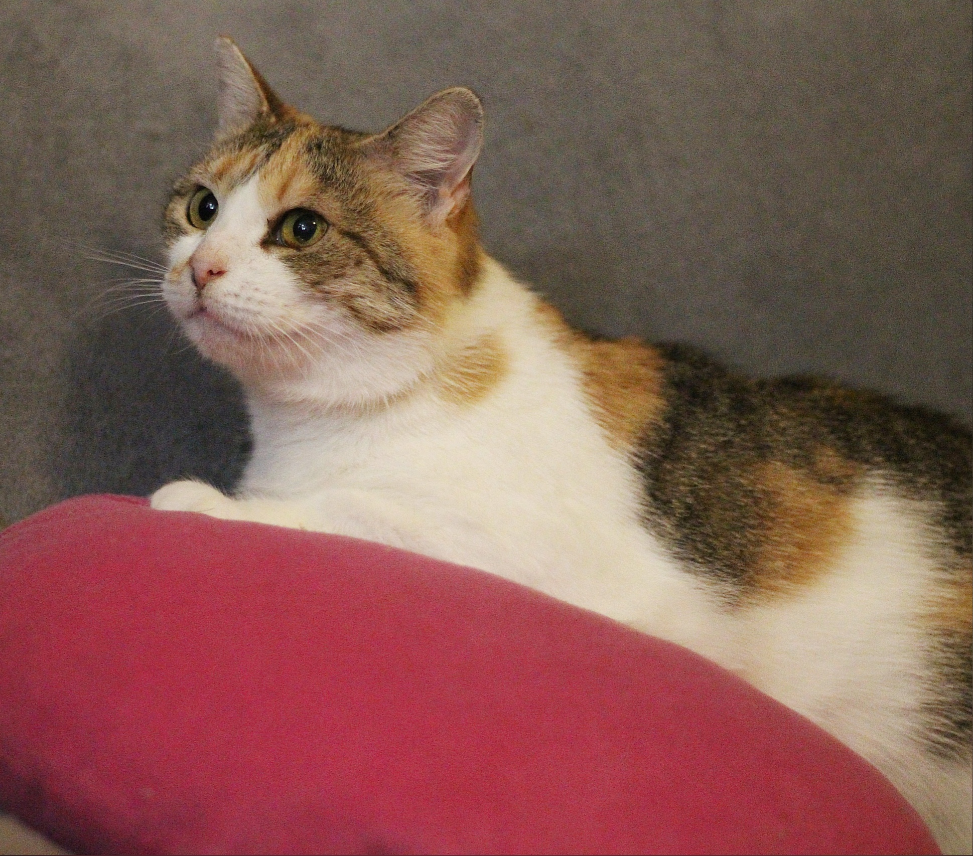 Маша - Имена для девочек - Клички для котов и кошек