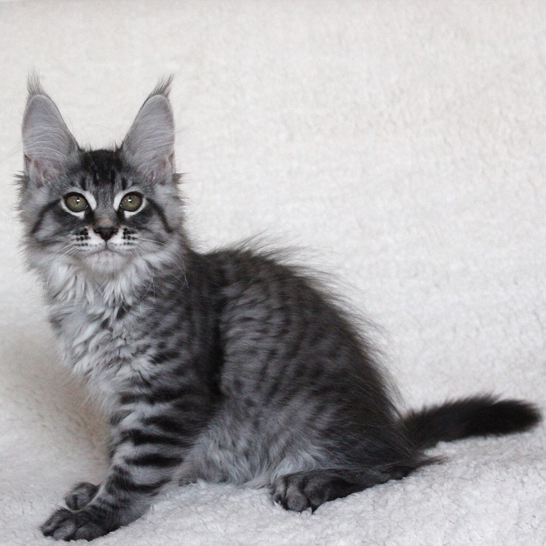 Хавана - Имена для девочек - Клички для котов и кошек