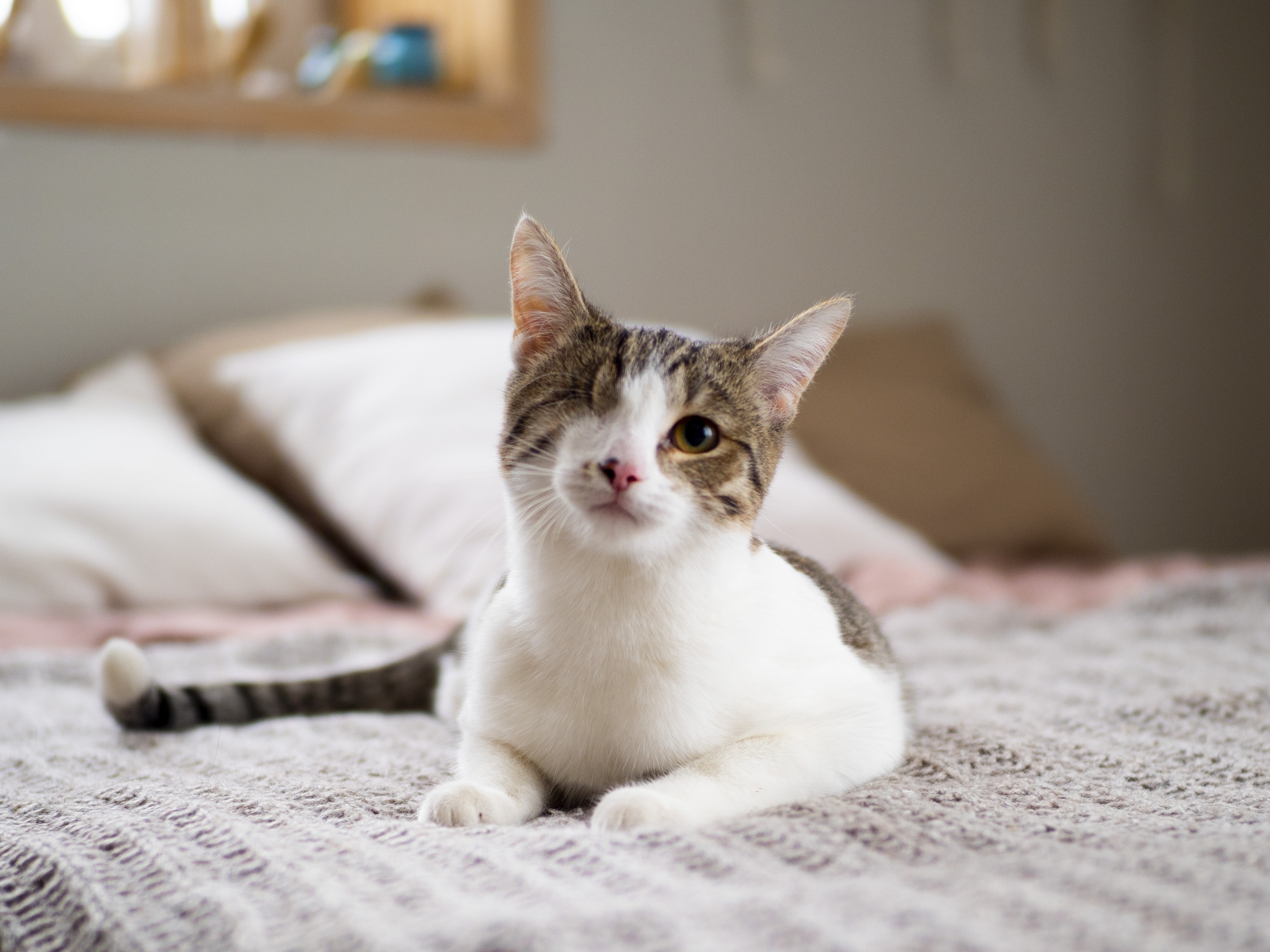 Клёпа - Имена для девочек - Клички для котов и кошек