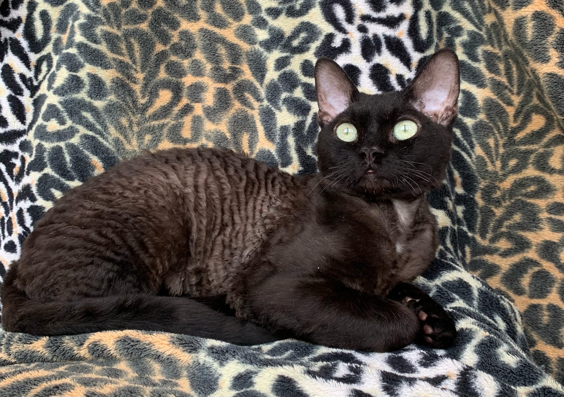 Гарри - Имена для мальчиков - Клички для котов и кошек