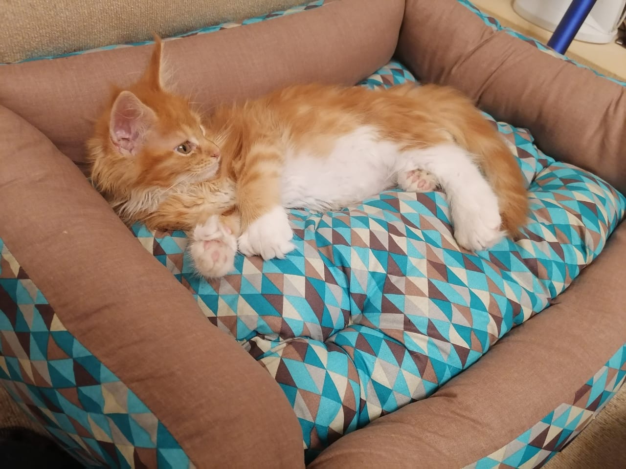 Белис - Имена для девочек - Клички для котов и кошек