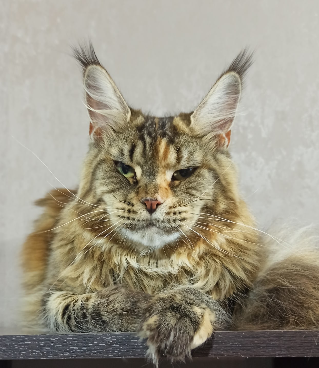 Вена - Имена для девочек - Клички для котов и кошек