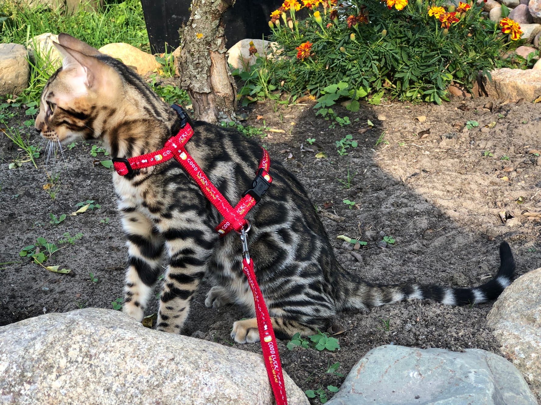 Харлей - Имена для мальчиков - Клички для котов и кошек