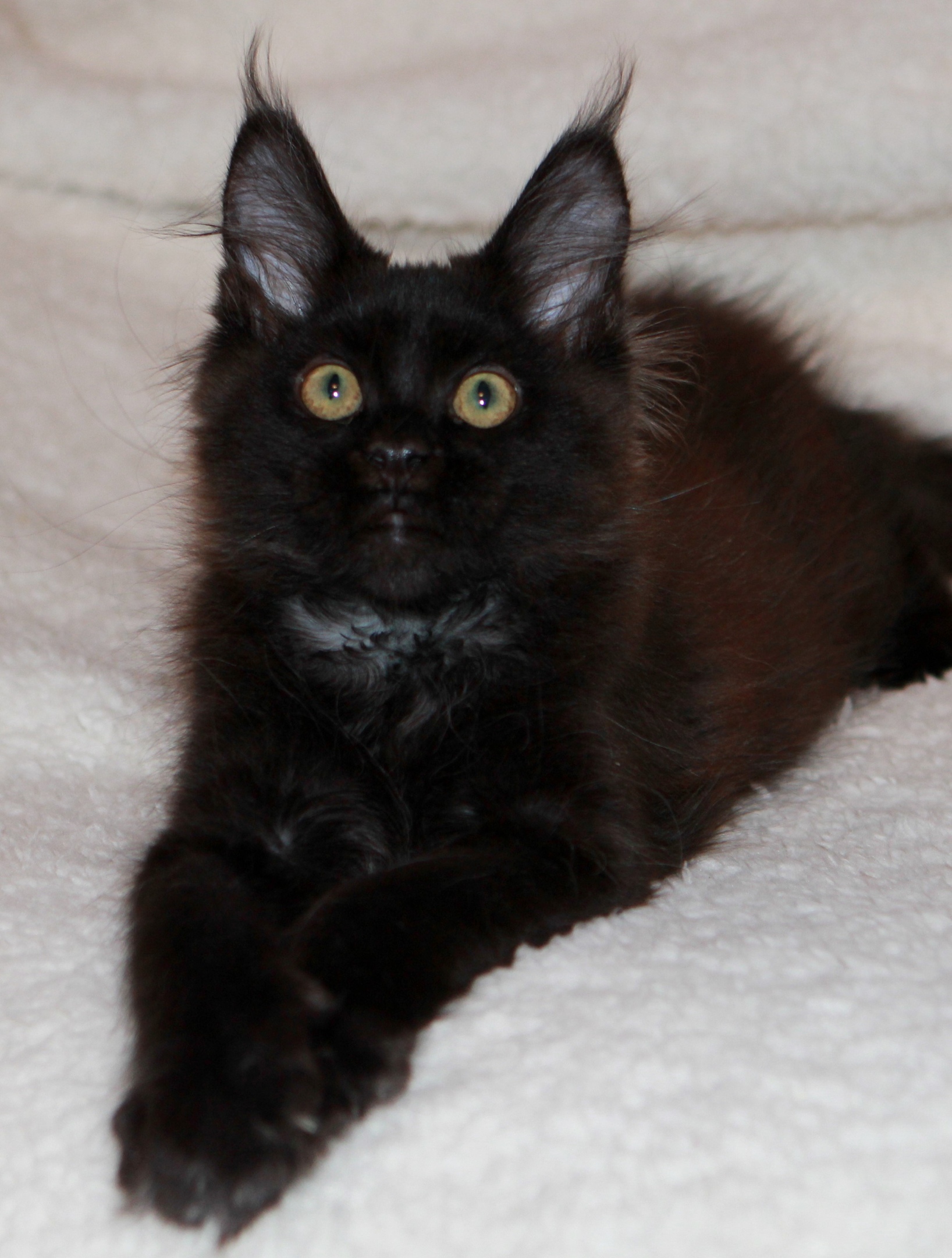 Генриетта - Имена для девочек - Клички для котов и кошек