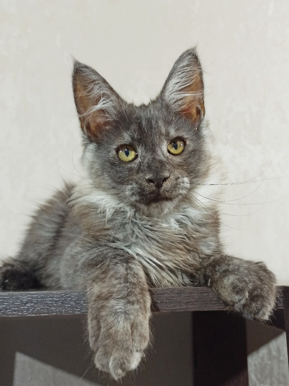 Ершалаим - Имена для мальчиков - Клички для котов и кошек