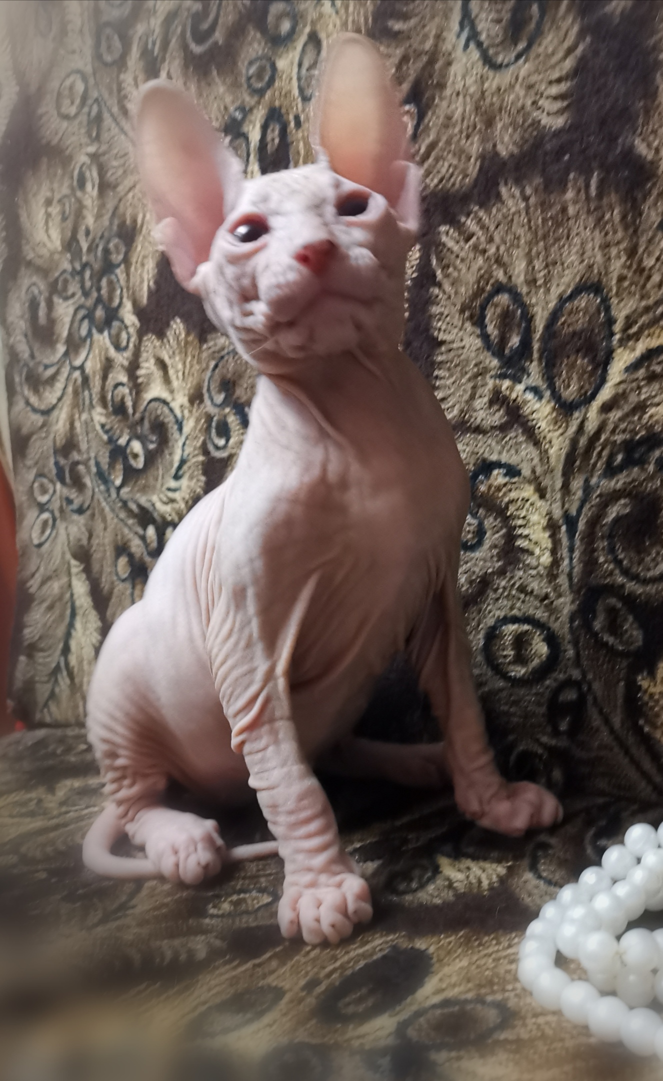 Пиксель - Имена для мальчиков - Клички для котов и кошек