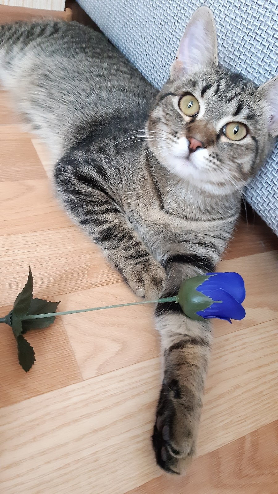 Камыш - Имена для мальчиков - Клички для котов и кошек