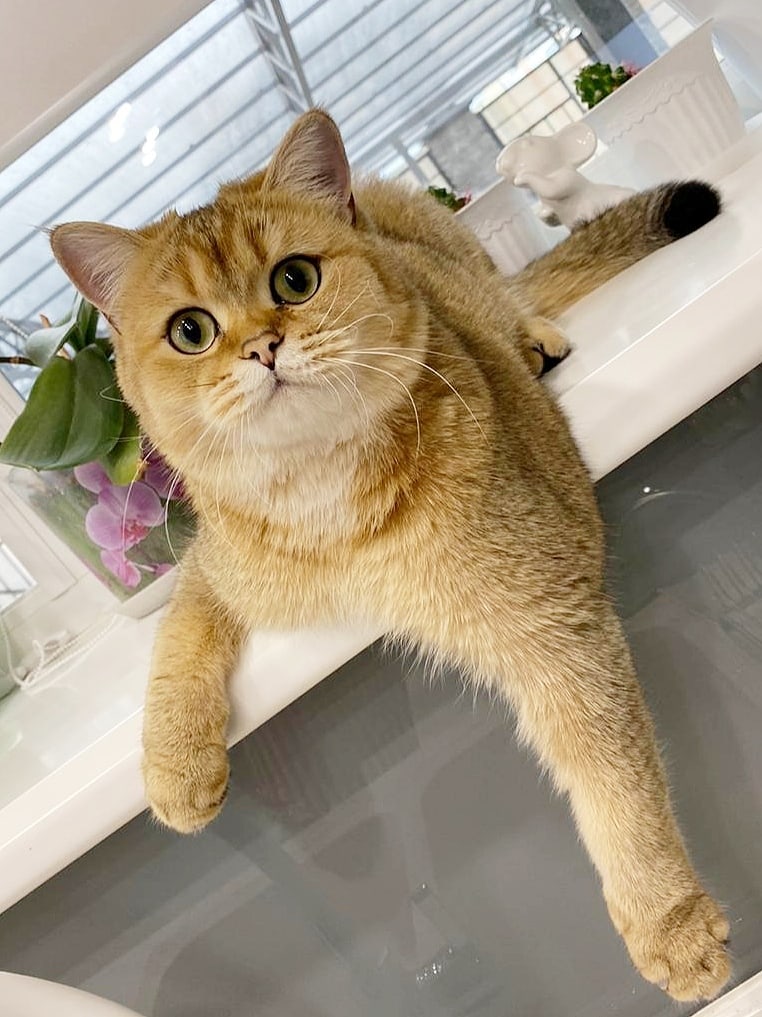 Саймон - Имена для мальчиков - Клички для котов и кошек