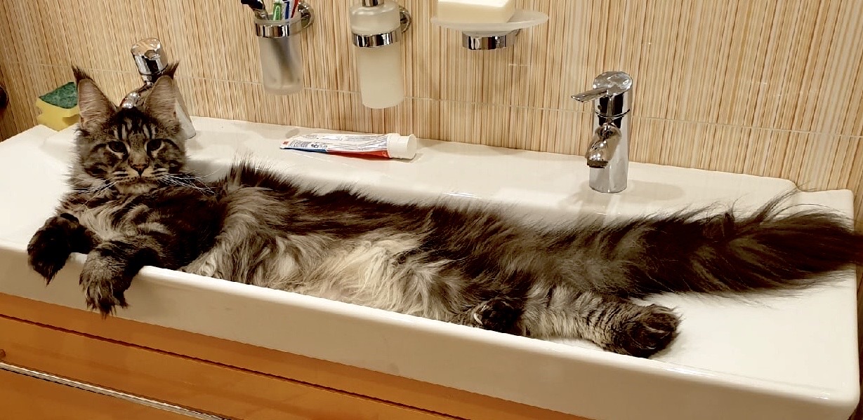 Ментор - Имена для мальчиков - Клички для котов и кошек