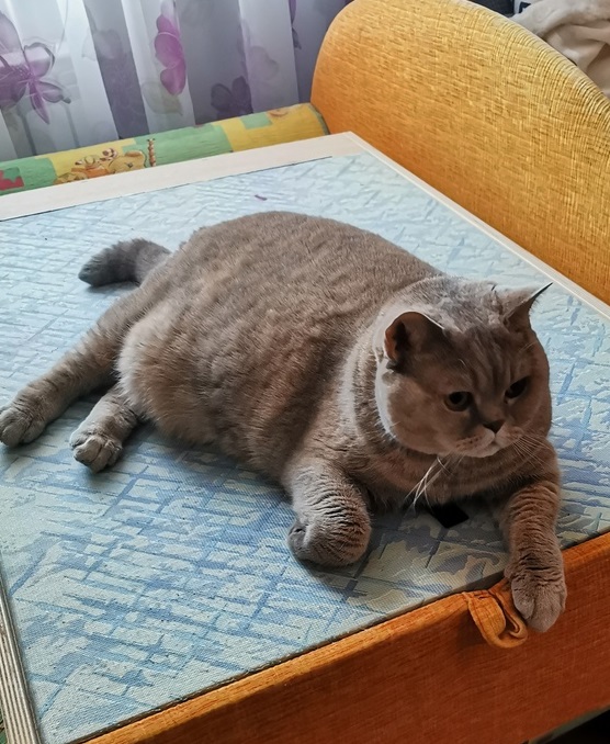 Жоля - Имена для девочек - Клички для котов и кошек