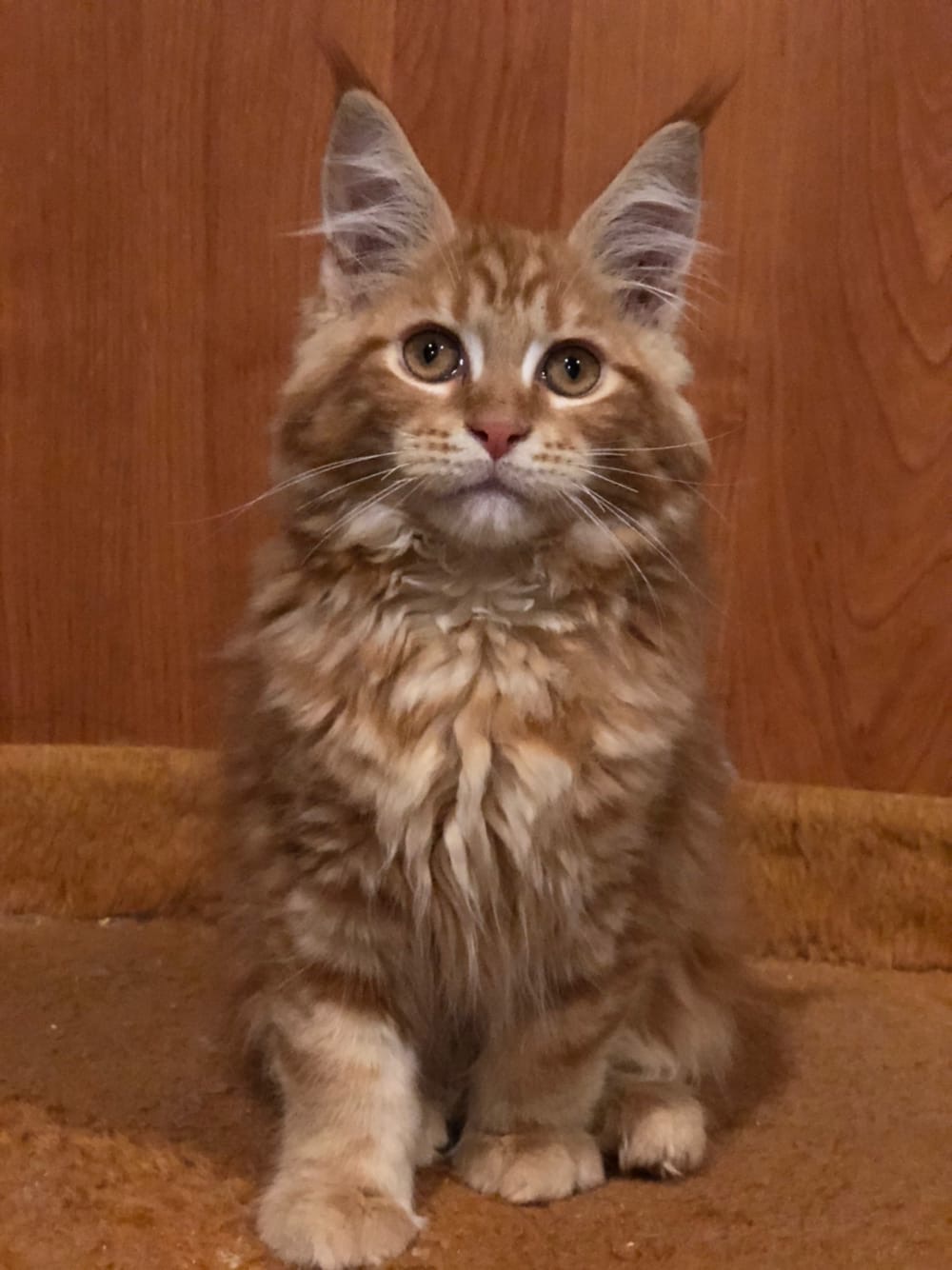 Нафаня - Имена для мальчиков - Клички для котов и кошек