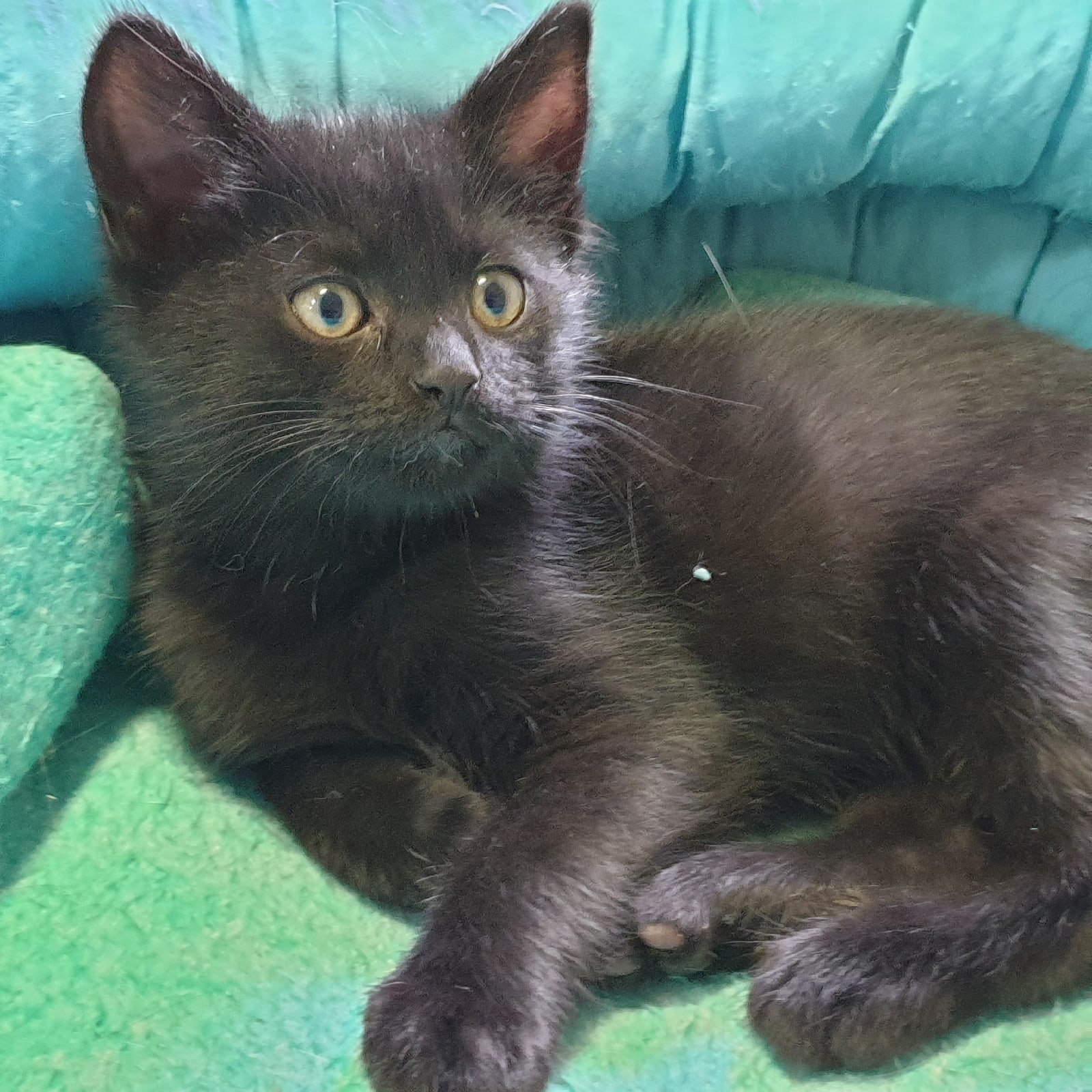 Шерик - Имена для мальчиков - Клички для котов и кошек