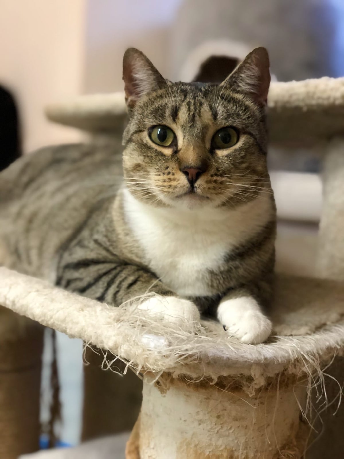 Афина - Имена для девочек - Клички для котов и кошек