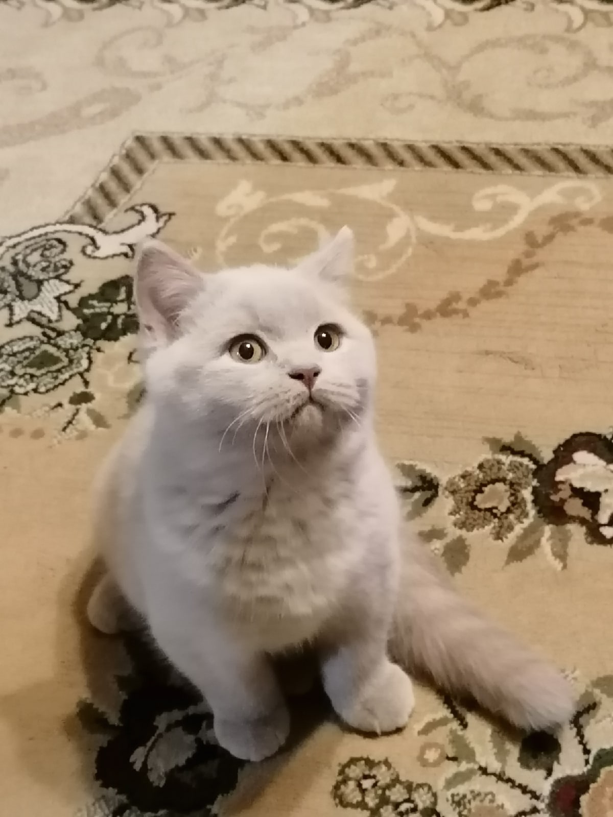 Кош - Имена для мальчиков - Клички для котов и кошек