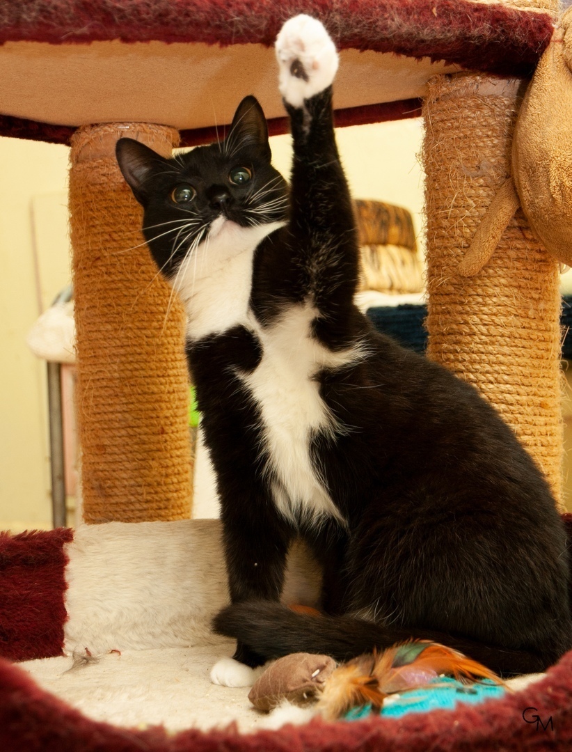 Бука - Имена для девочек - Клички для котов и кошек