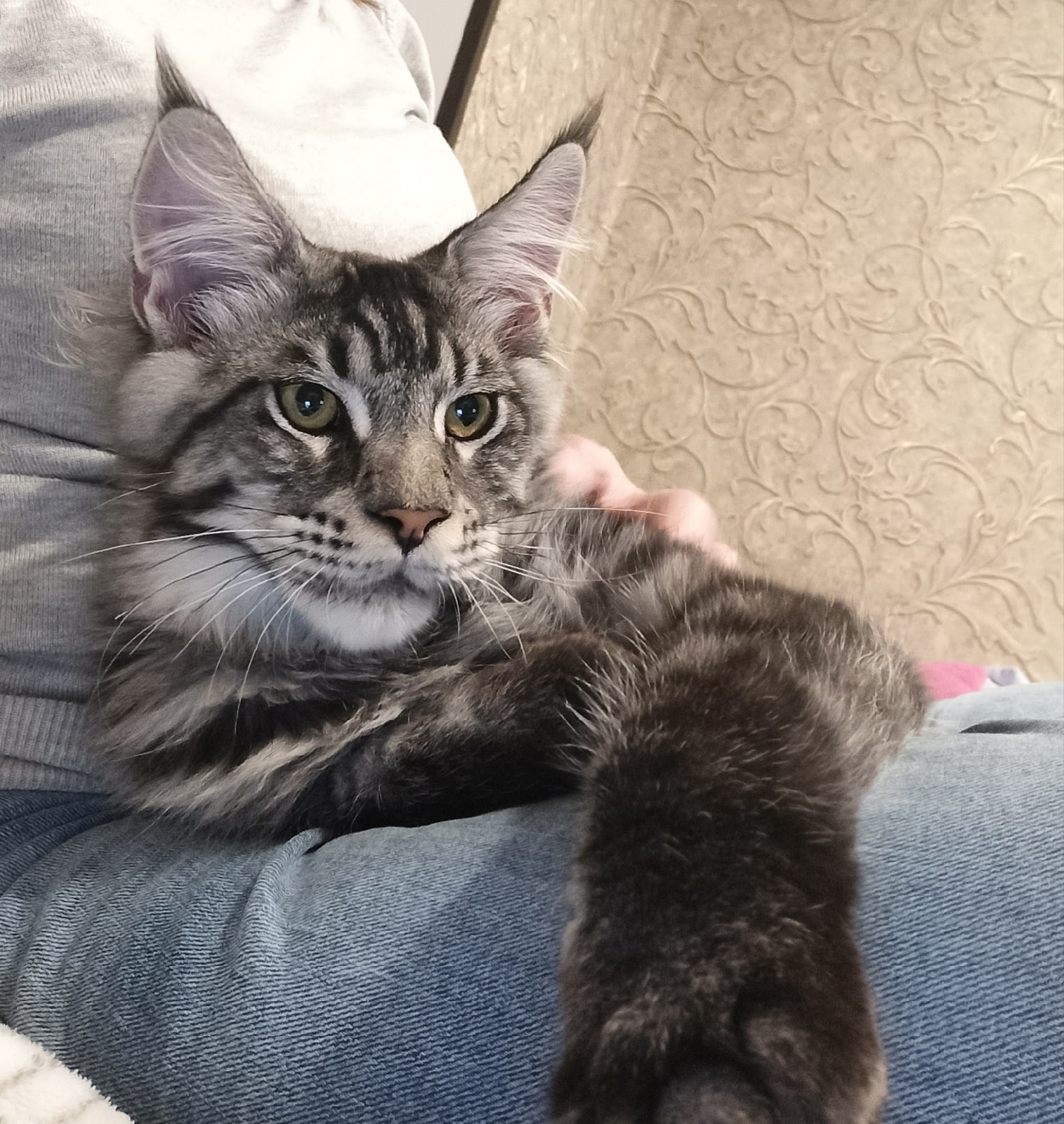 Смурфик - Имена для мальчиков - Клички для котов и кошек