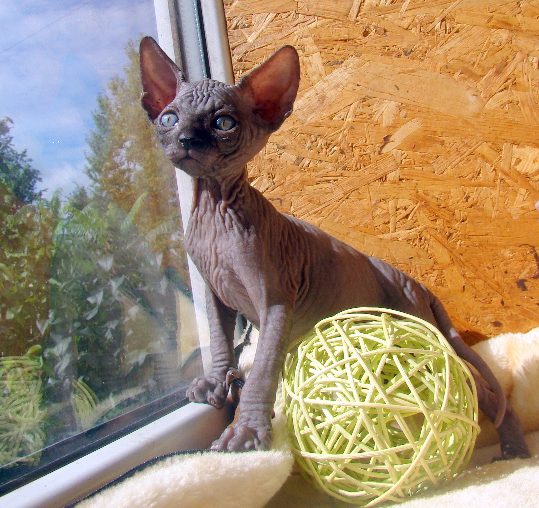 Гаффи - Имена для девочек - Клички для котов и кошек