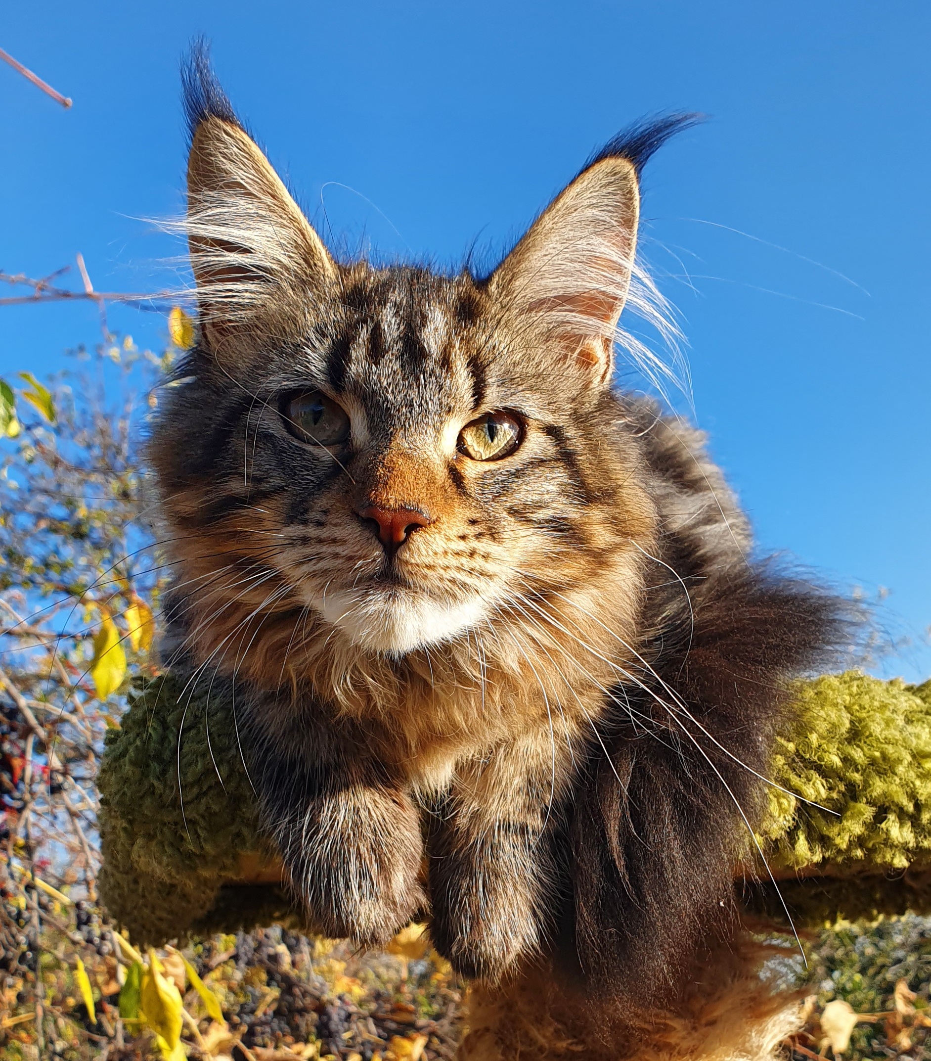 Айсан - Имена для девочек - Клички для котов и кошек