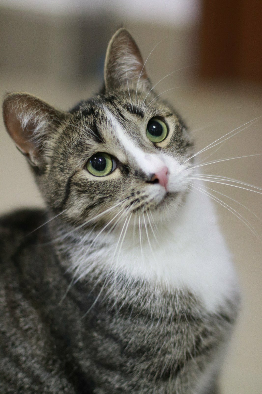 Кеша - Имена для мальчиков - Клички для котов и кошек