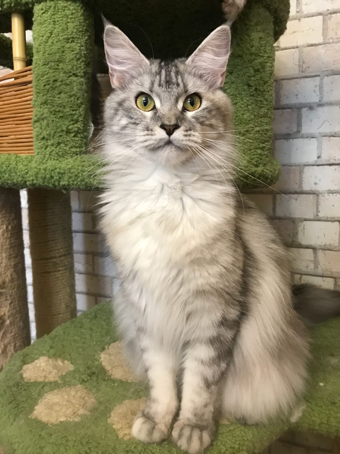 Жужа - Имена для девочек - Клички для котов и кошек