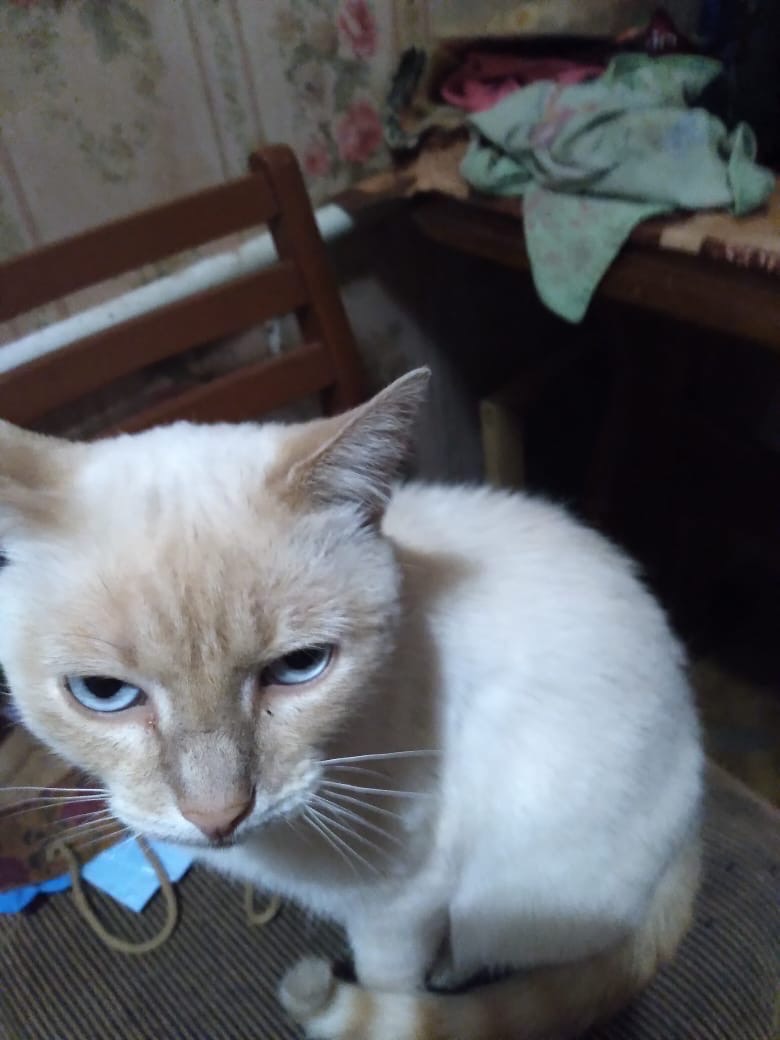 Бинос - Имена для мальчиков - Клички для котов и кошек