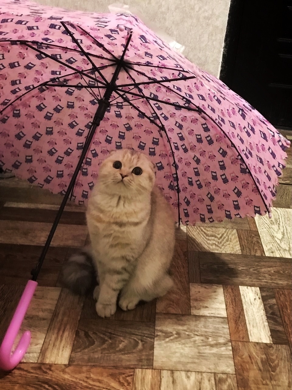 Мишель - Имена для девочек - Клички для котов и кошек