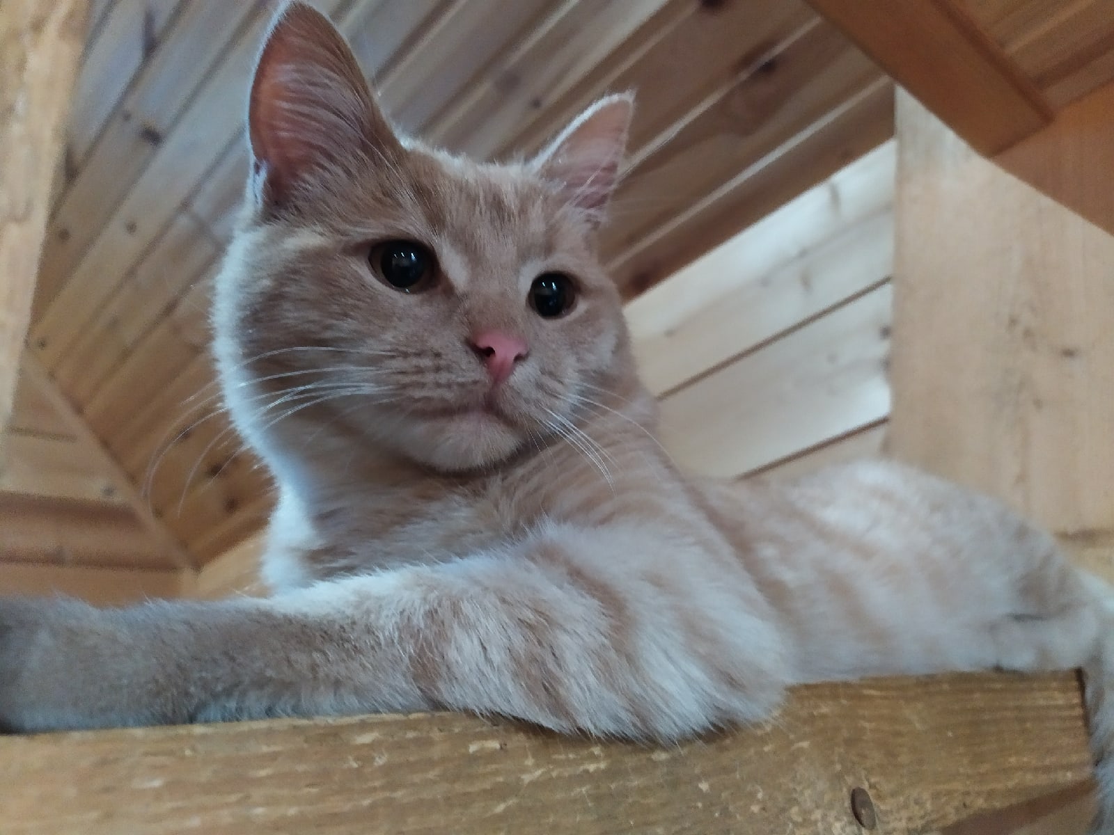 Златик - Имена для мальчиков - Клички для котов и кошек