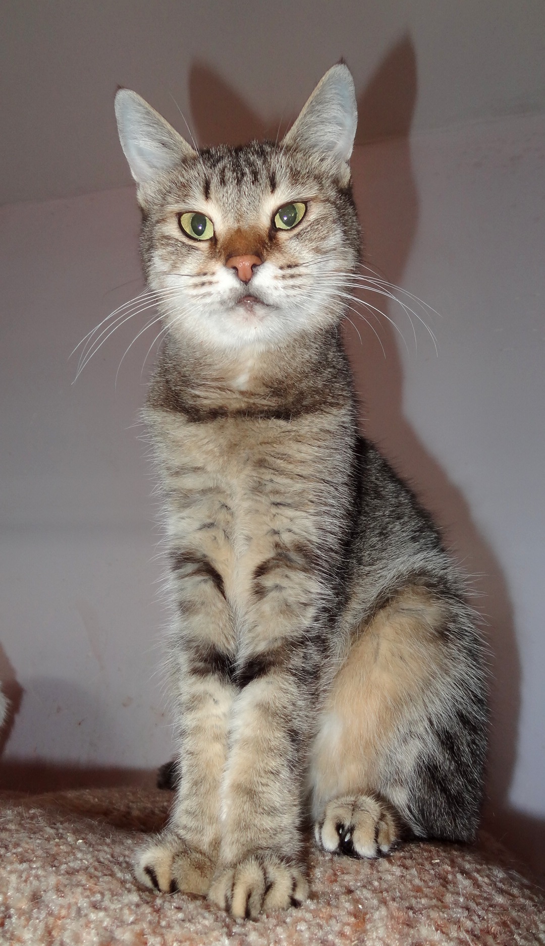 Нюся - Имена для девочек - Клички для котов и кошек