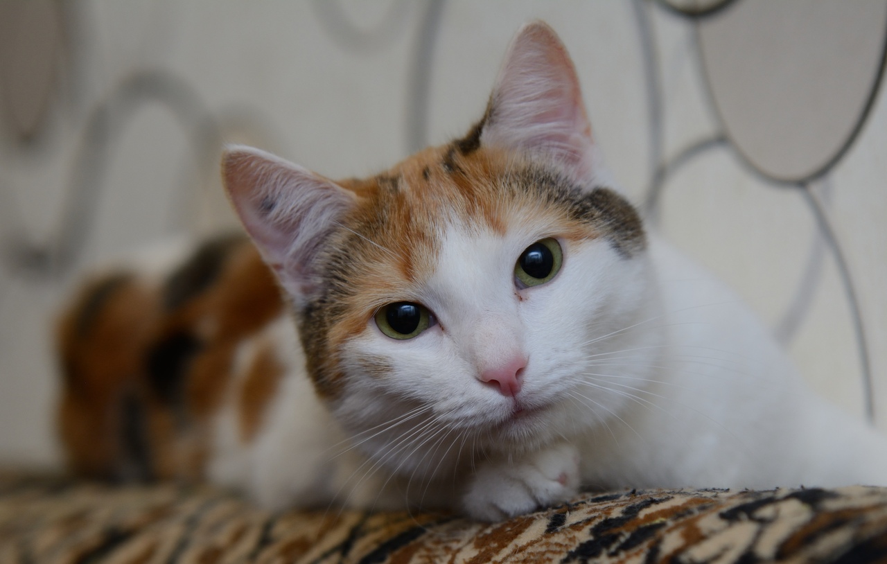 Триша - Имена для девочек - Клички для котов и кошек