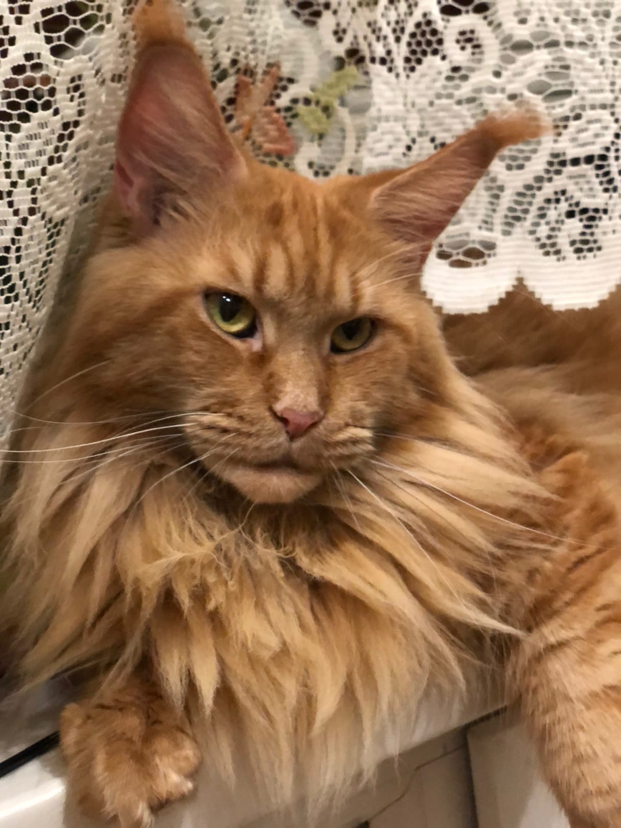 Лиса - Имена для девочек - Клички для котов и кошек