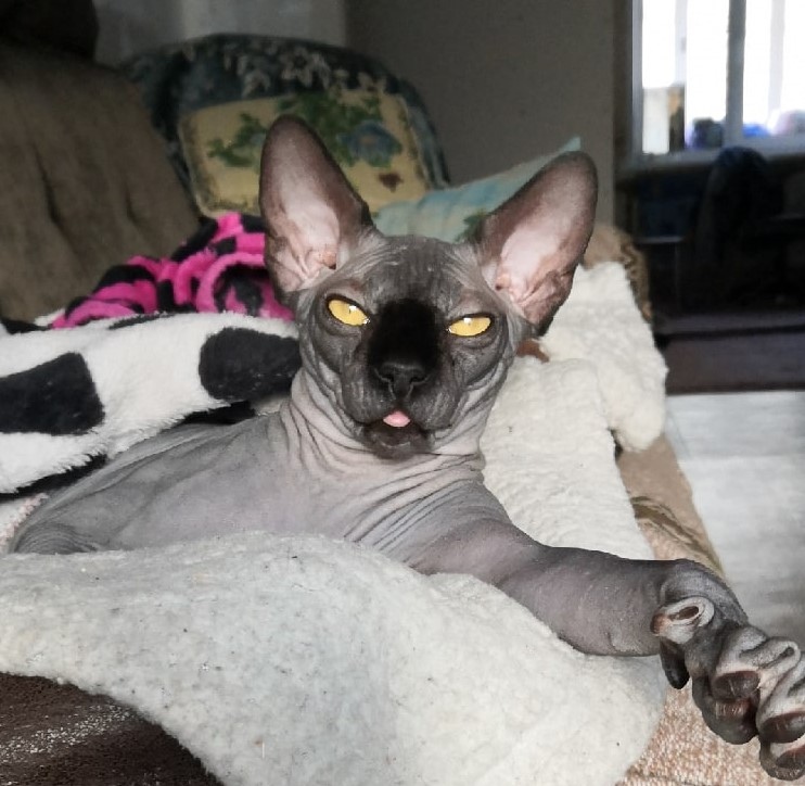 Кэвин - Имена для мальчиков - Клички для котов и кошек