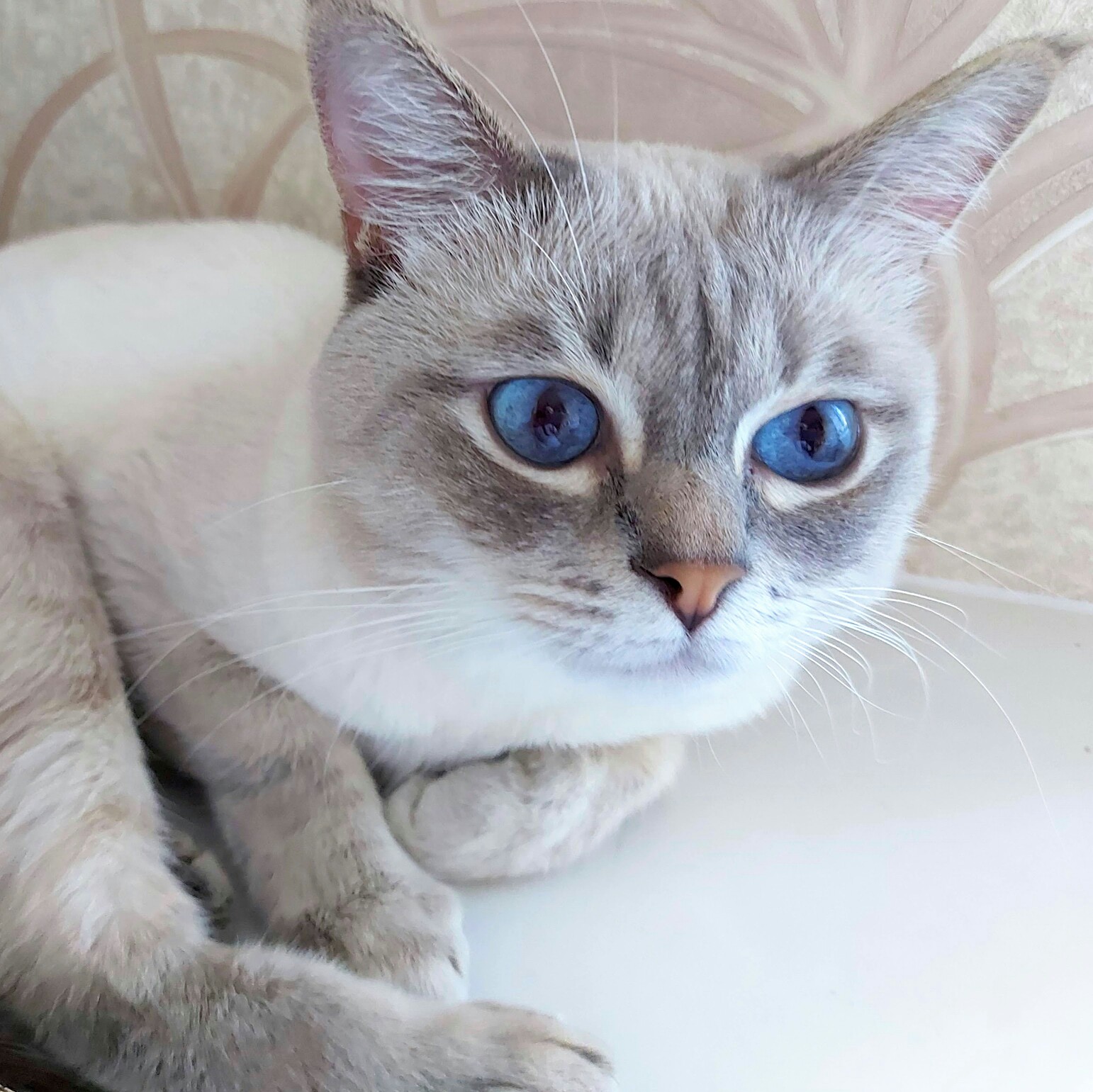 Аскольд - Имена для мальчиков - Клички для котов и кошек