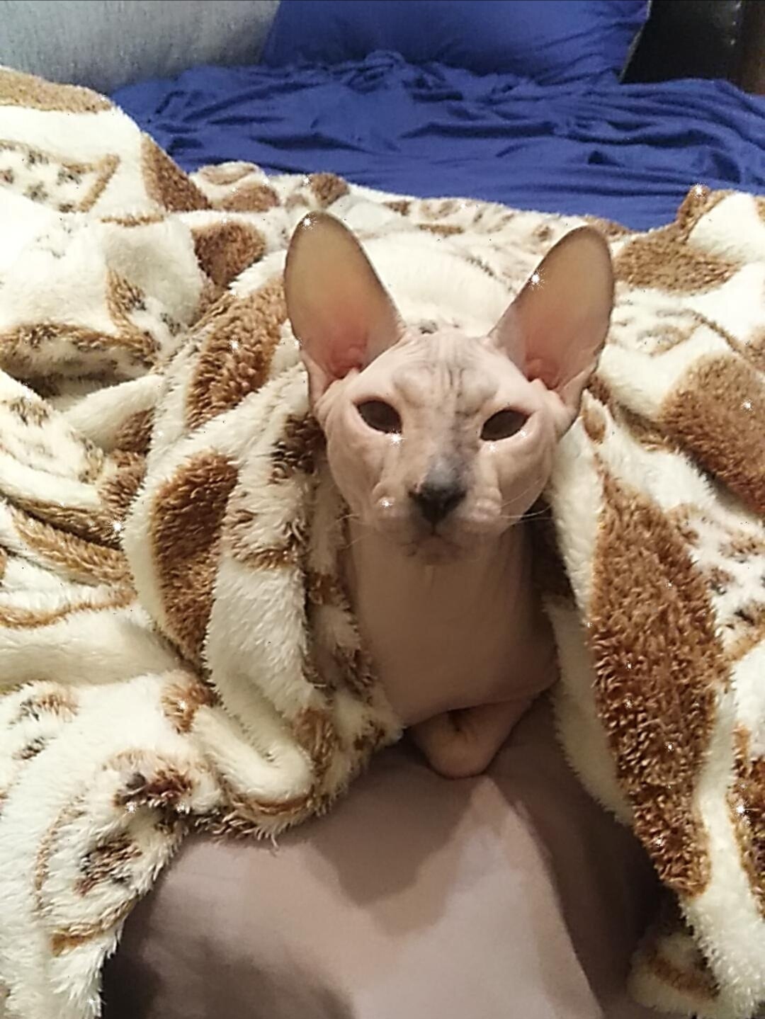 Буба - Имена для девочек - Клички для котов и кошек