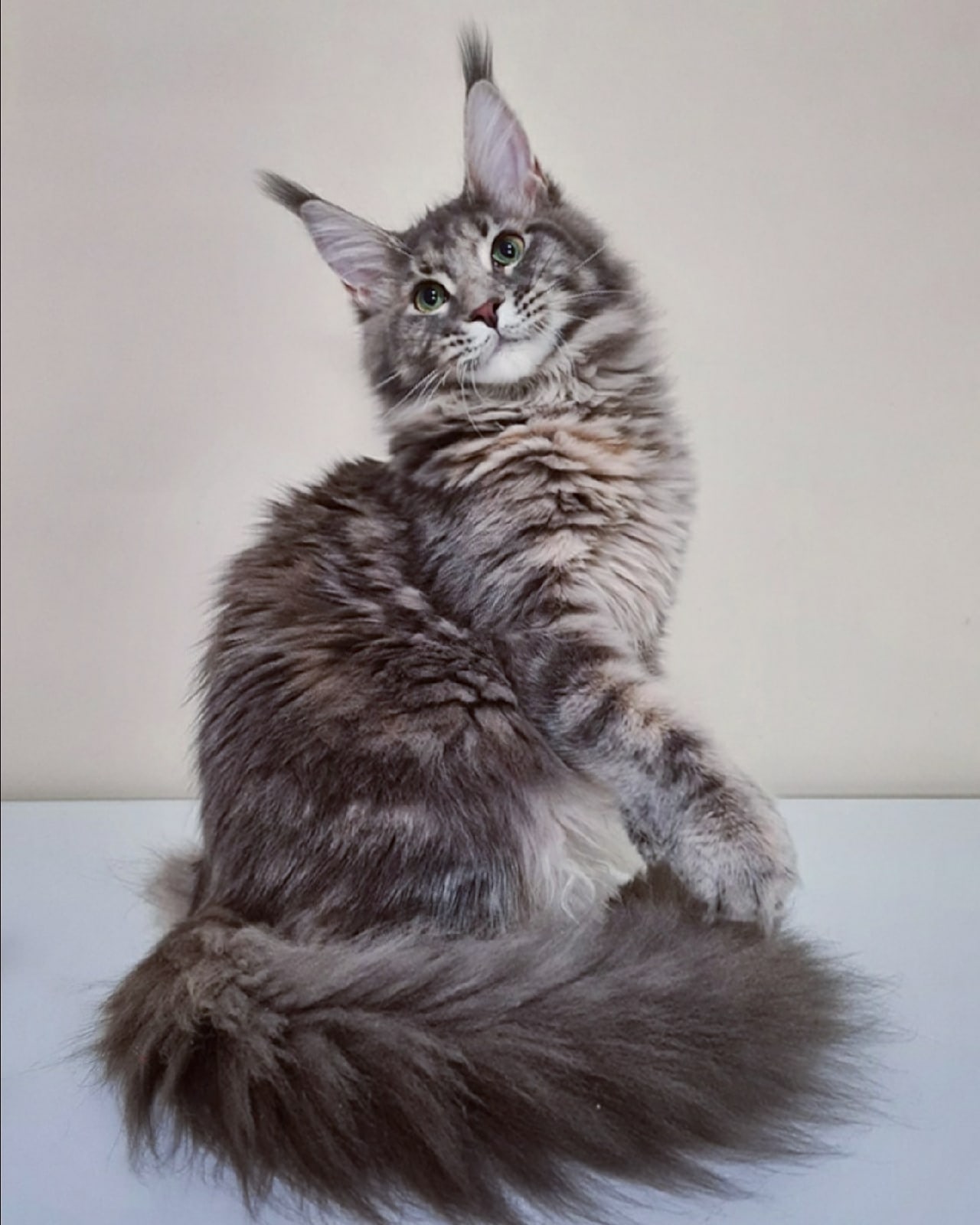 Дори - Имена для девочек - Клички для котов и кошек