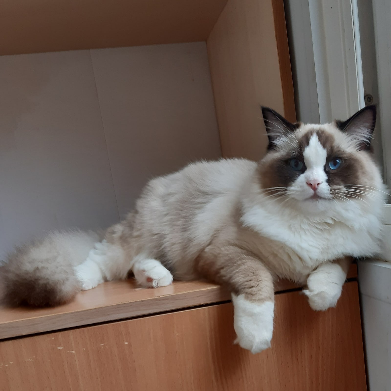 Улана - Имена для девочек - Клички для котов и кошек