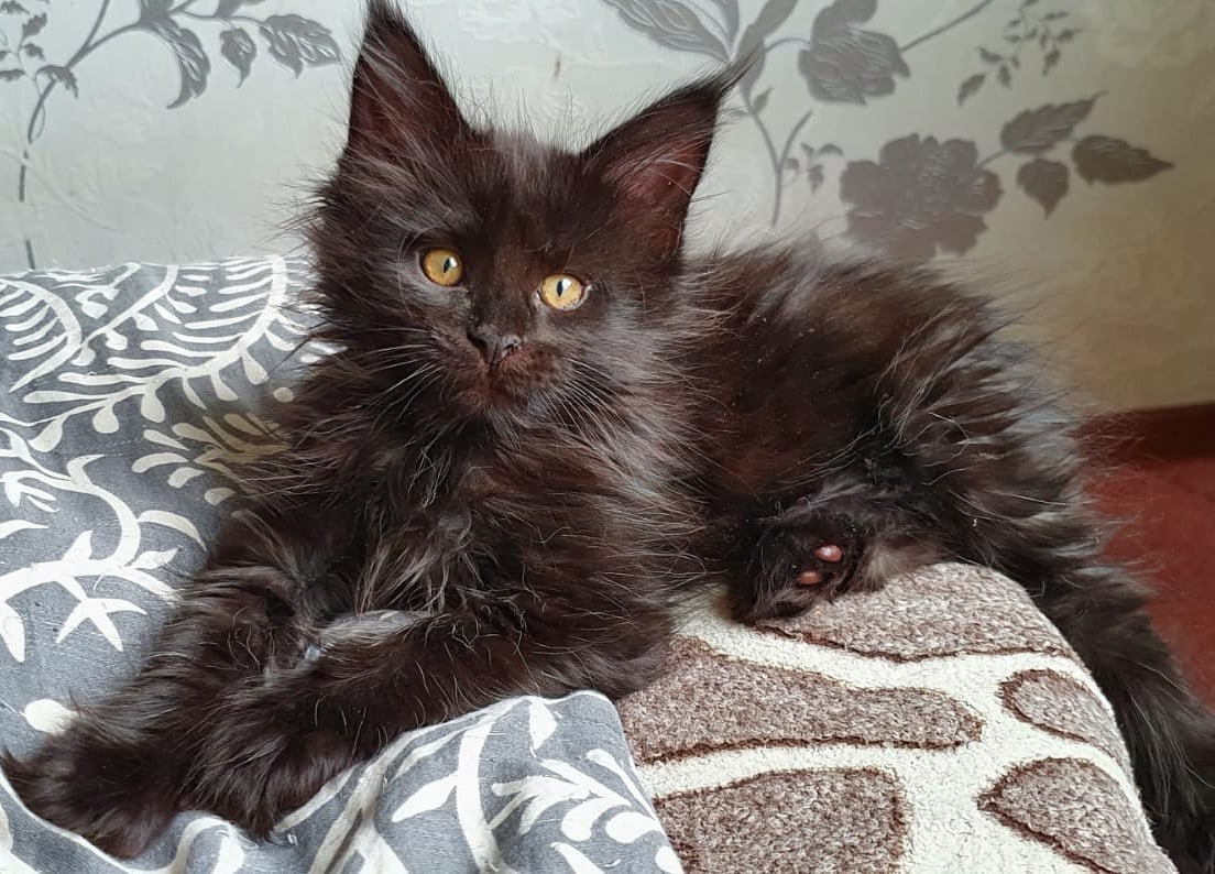 Амели - Имена для девочек - Клички для котов и кошек