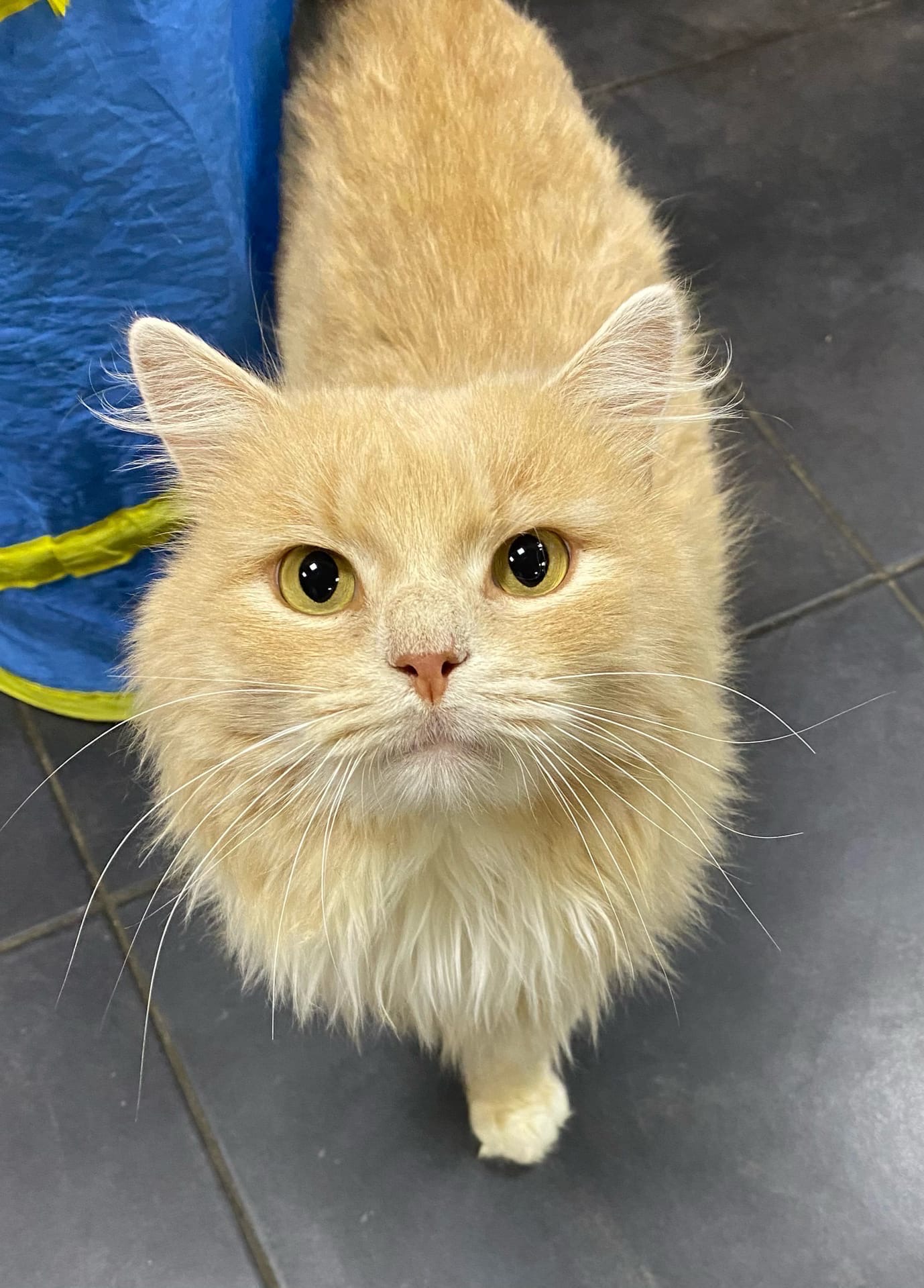 Саша - Имена для мальчиков - Клички для котов и кошек