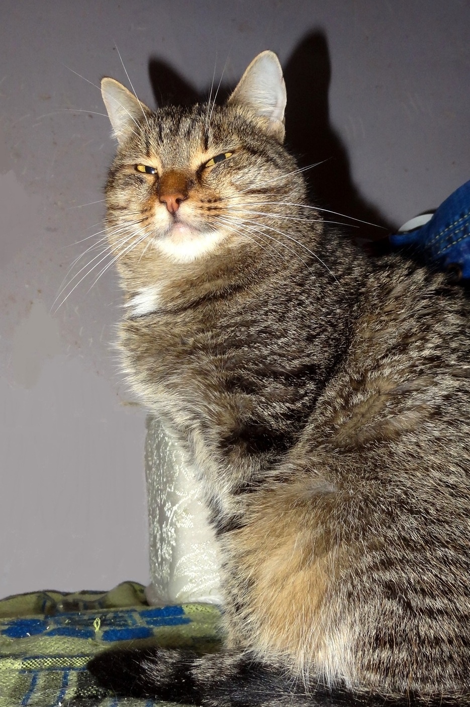 Мамба - Имена для девочек - Клички для котов и кошек