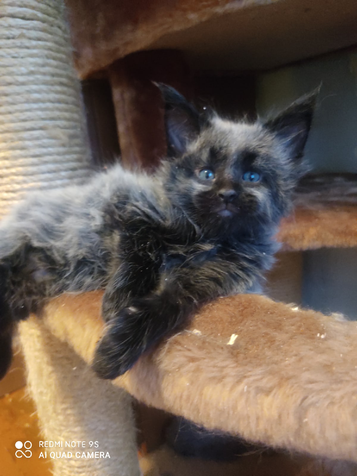 Самира - Имена для девочек - Клички для котов и кошек