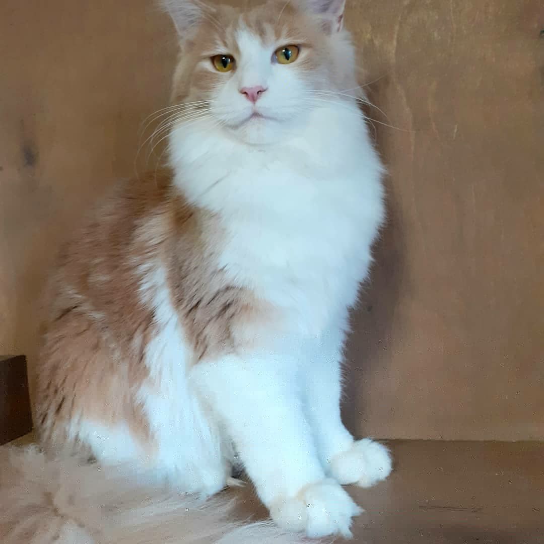 Амалия - Имена для девочек - Клички для котов и кошек