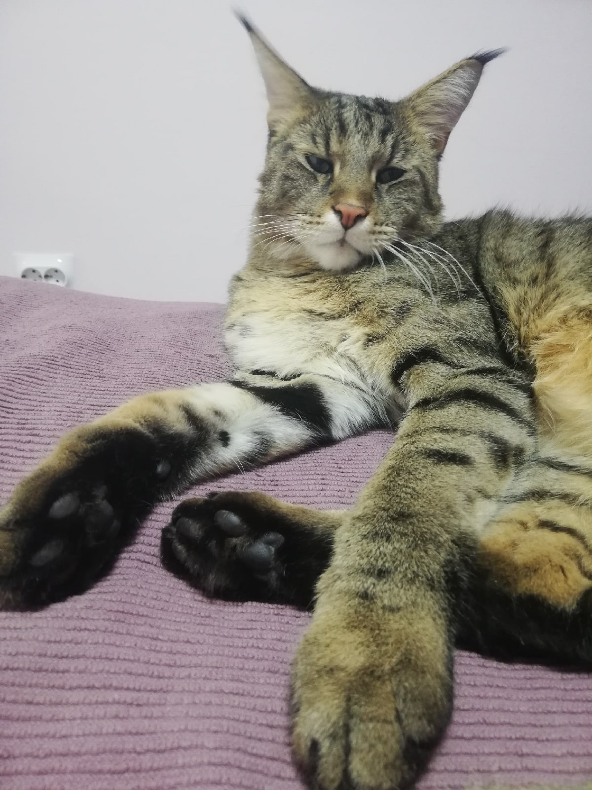 Фидель - Имена для мальчиков - Клички для котов и кошек