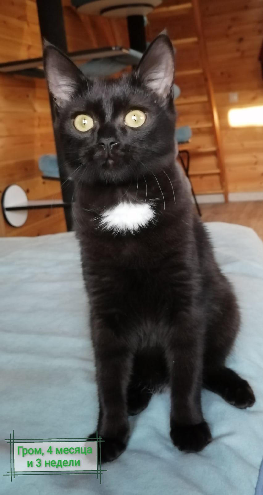 Гром - Имена для мальчиков - Клички для котов и кошек