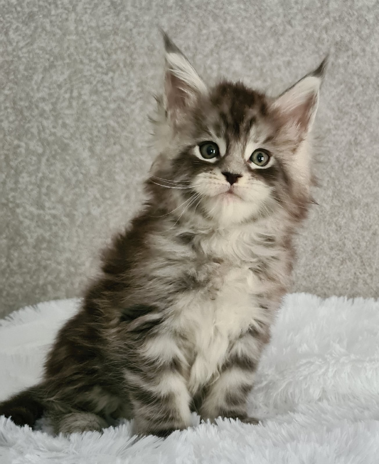 Грегори - Имена для мальчиков - Клички для котов и кошек