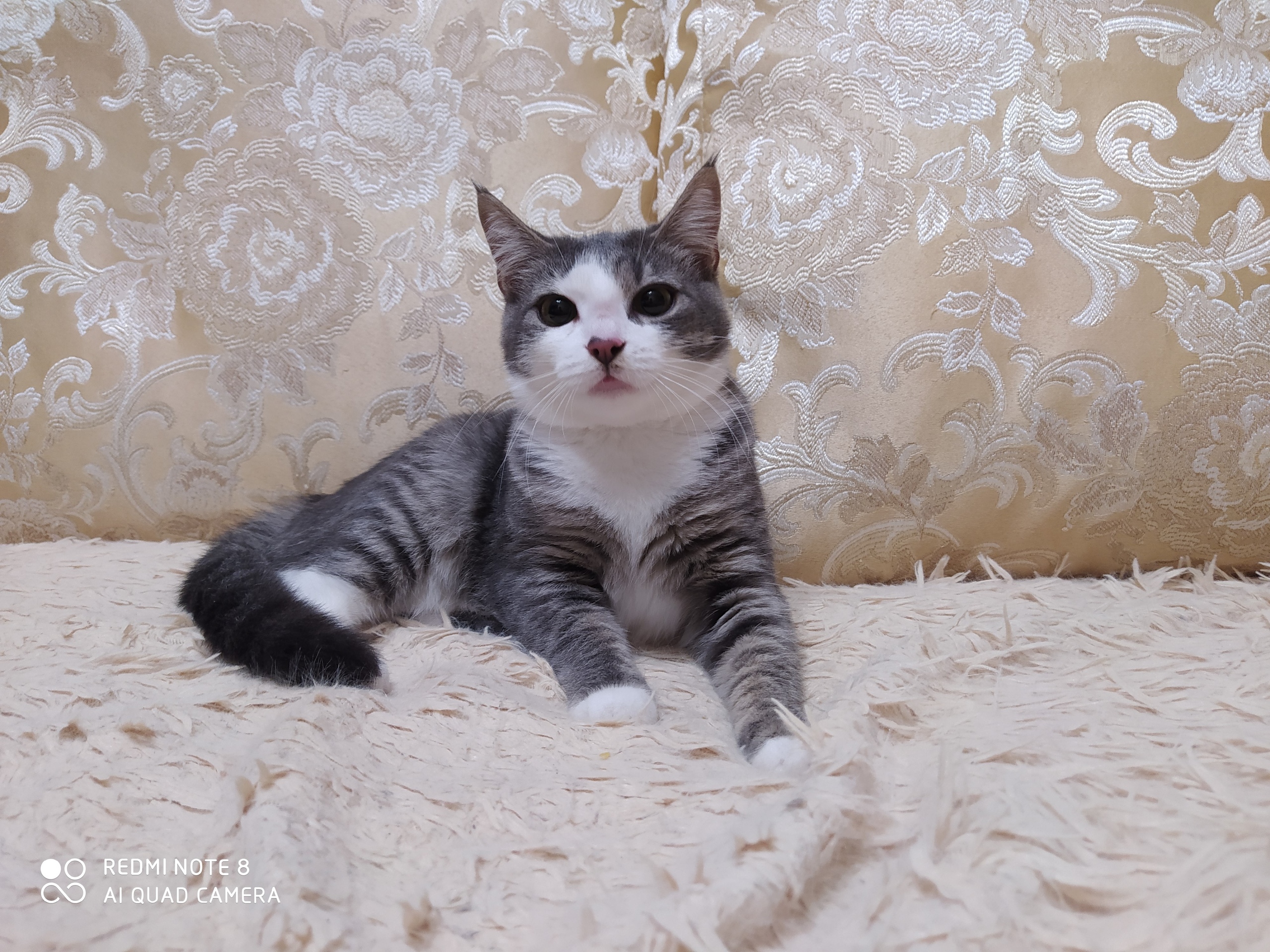 Фаня - Имена для девочек - Клички для котов и кошек