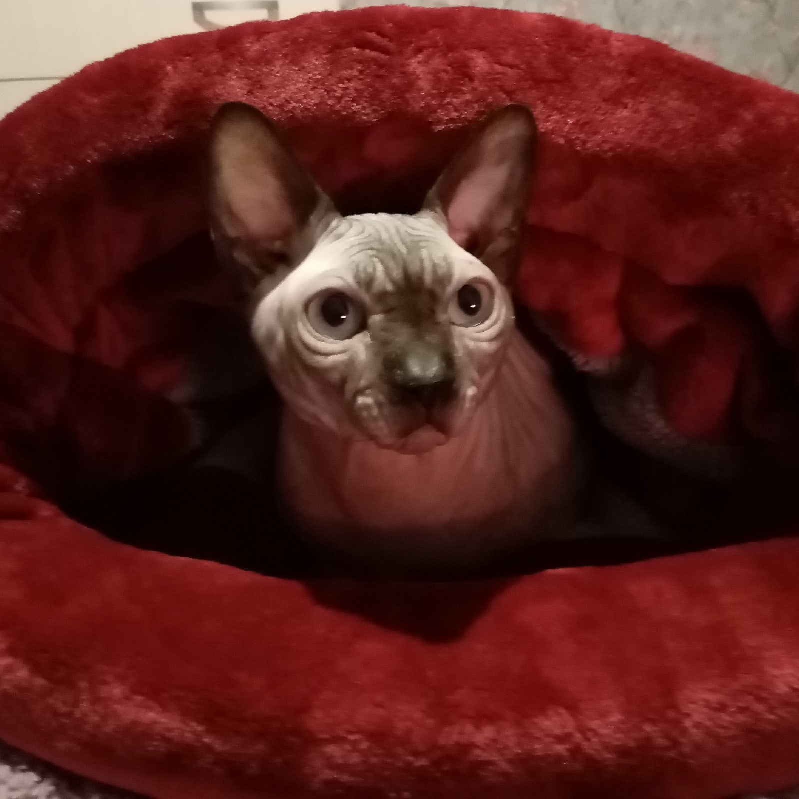 Гаджет - Имена для мальчиков - Клички для котов и кошек