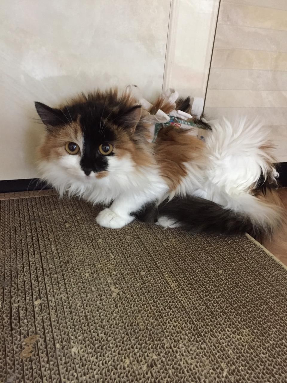 Агаша - Имена для девочек - Клички для котов и кошек