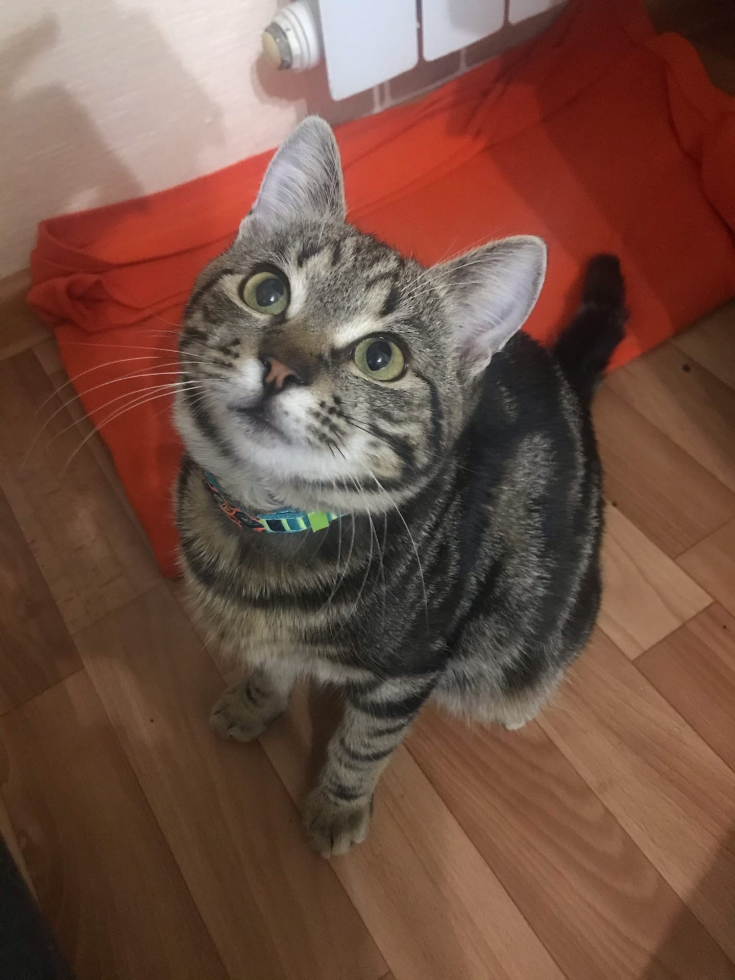 Маркус - Имена для мальчиков - Клички для котов и кошек