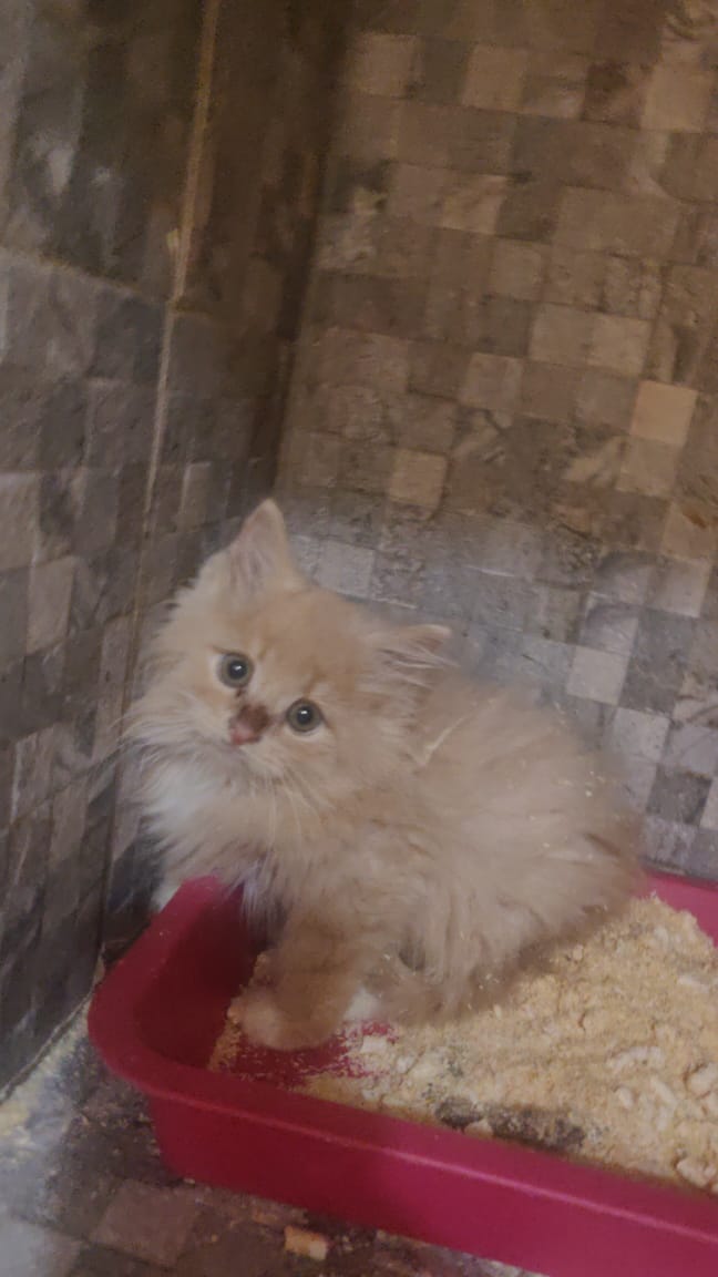 Элтон - Имена для мальчиков - Клички для котов и кошек