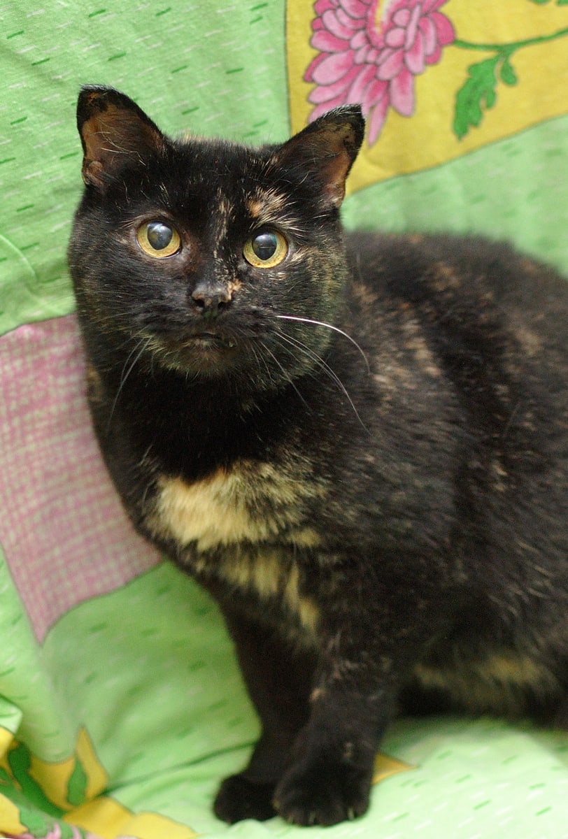 Пеструша - Имена для девочек - Клички для котов и кошек