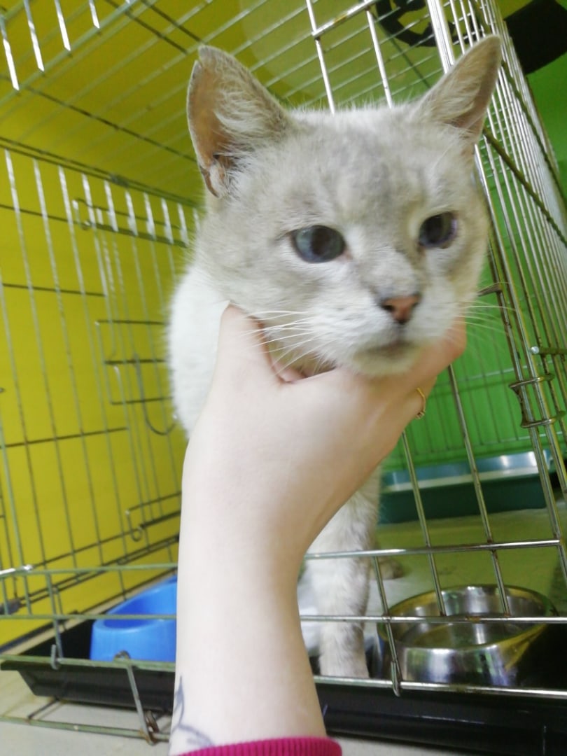 Ярик - Имена для мальчиков - Клички для котов и кошек